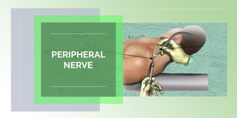 Peripheral Nerve